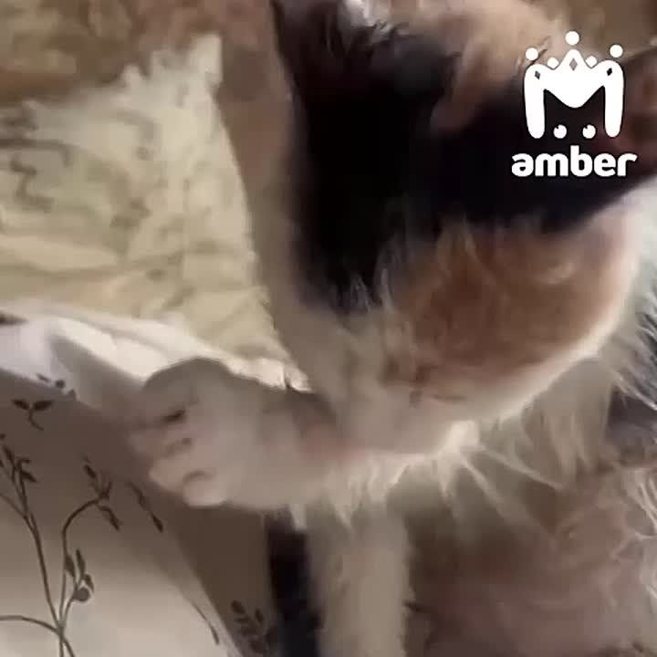    ,   ,  