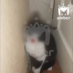        ,      