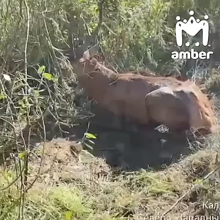      ,   