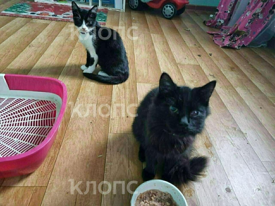 ,      ,  