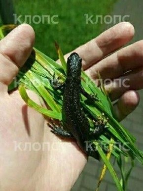   .      ,     