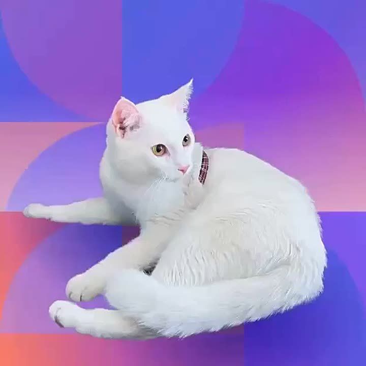   !  ?