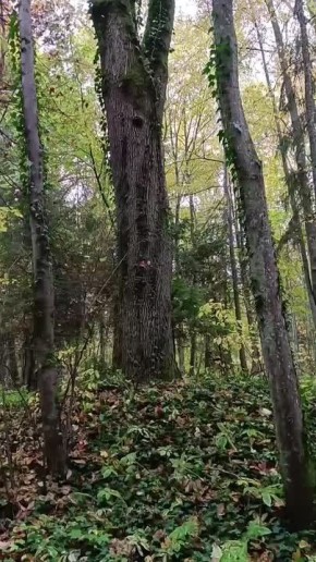     . :   