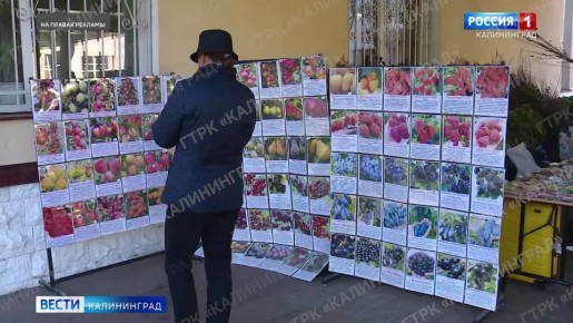Жимолость «Мамонтёнок» и «Динозаврик», вишня «Малышка», новые сорта чёрной смородины, брусники и клюквы