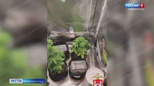 Более 200 граммов синтетического наркотика нашли полицейские у жителя Калининграда