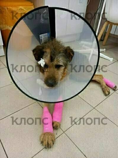 В Зеленоградске будут судить фермера, который проволок по асфальту привязанную к машине собаку В Зеленоградске будут судить фермера, который проволок по асфальту привязанную к машине собаку