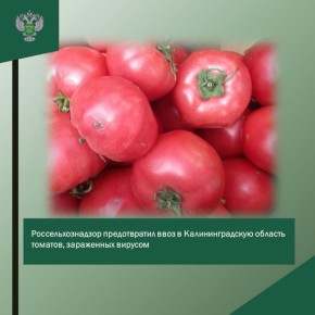 Предотвращен ввоз в регион томатов, зараженных вирусом