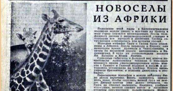 В госархиве рассказали, как в Калининградский зоопарк в октябре 1970 году завезли пару жирафов