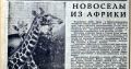 В госархиве рассказали, как в Калининградский зоопарк в октябре 1970 году завезли пару жирафов