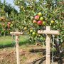 Как уберечь плоды яблонь и груш: простые и надежные подпорки для веток