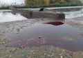 На поля с кровью под Зеленоградском выехали прокуроры