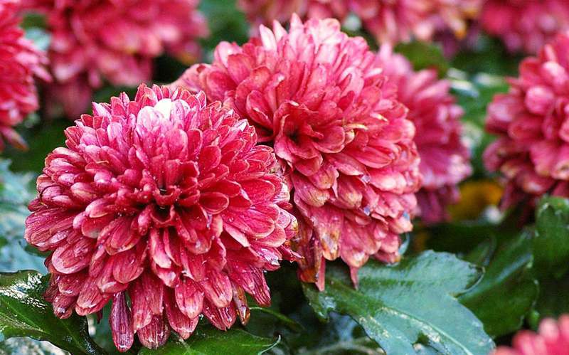 В Калининградскую область из Голландии протащили убийцу цветов