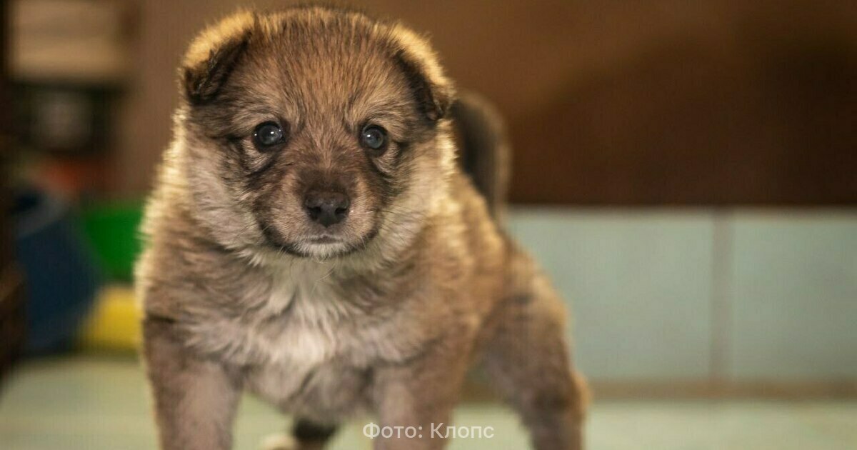 Спасённого из колодца месячного щенка, названного Даной, забрала семья из Гурьевска (фото, видео)