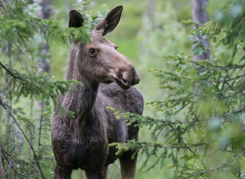 Гон лосей в Калининградской области совпал с замедлением поездов