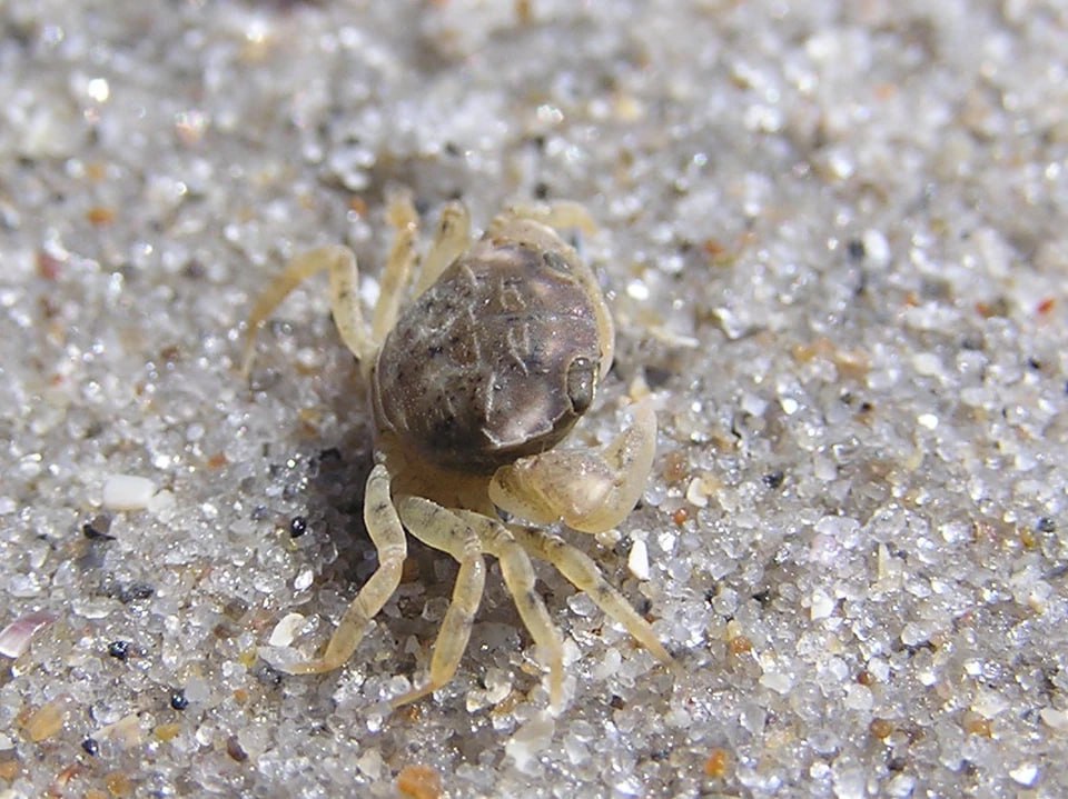 Живущие 75 лет в Балтийском море крабы удивили туристов в Калининградской области