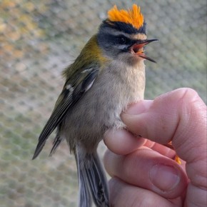 Доброе утро, друзья!. Калининградские орнитологи показали красноголового королька (Regulus ignicapilla)
