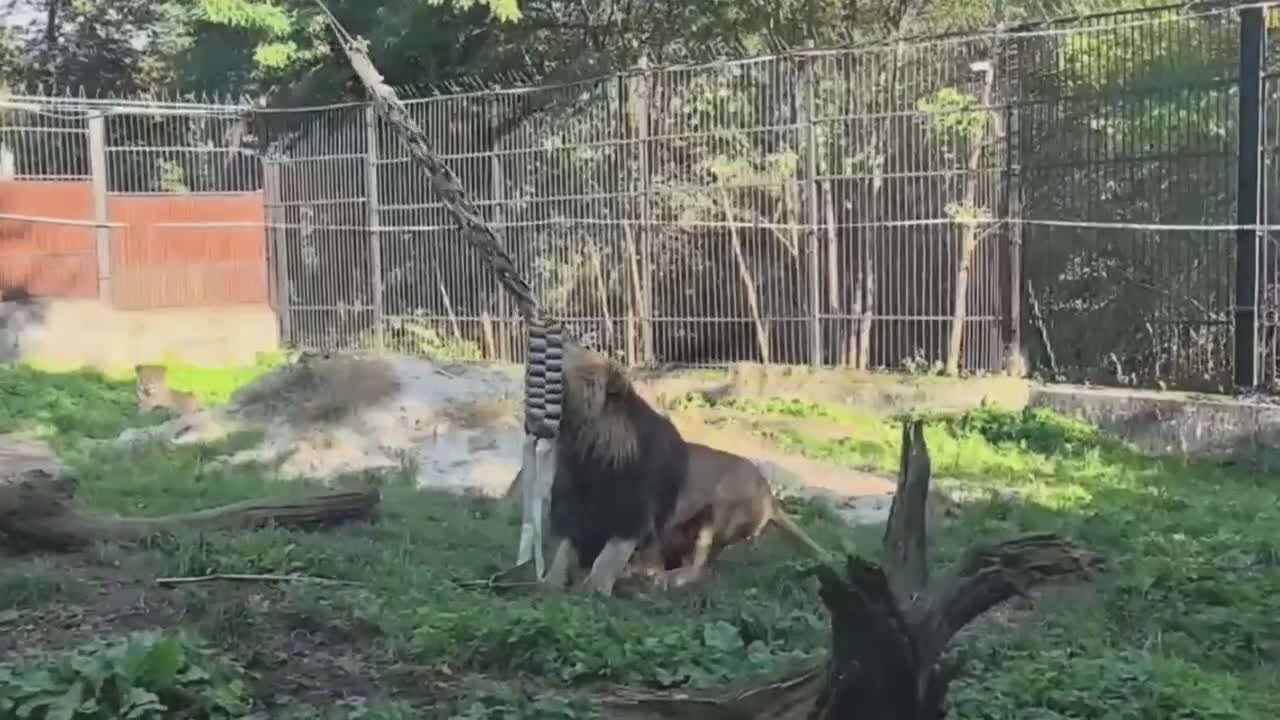 Льву Тиграну в вольер повесили новую игрушку, сделанную из пожарных рукавов