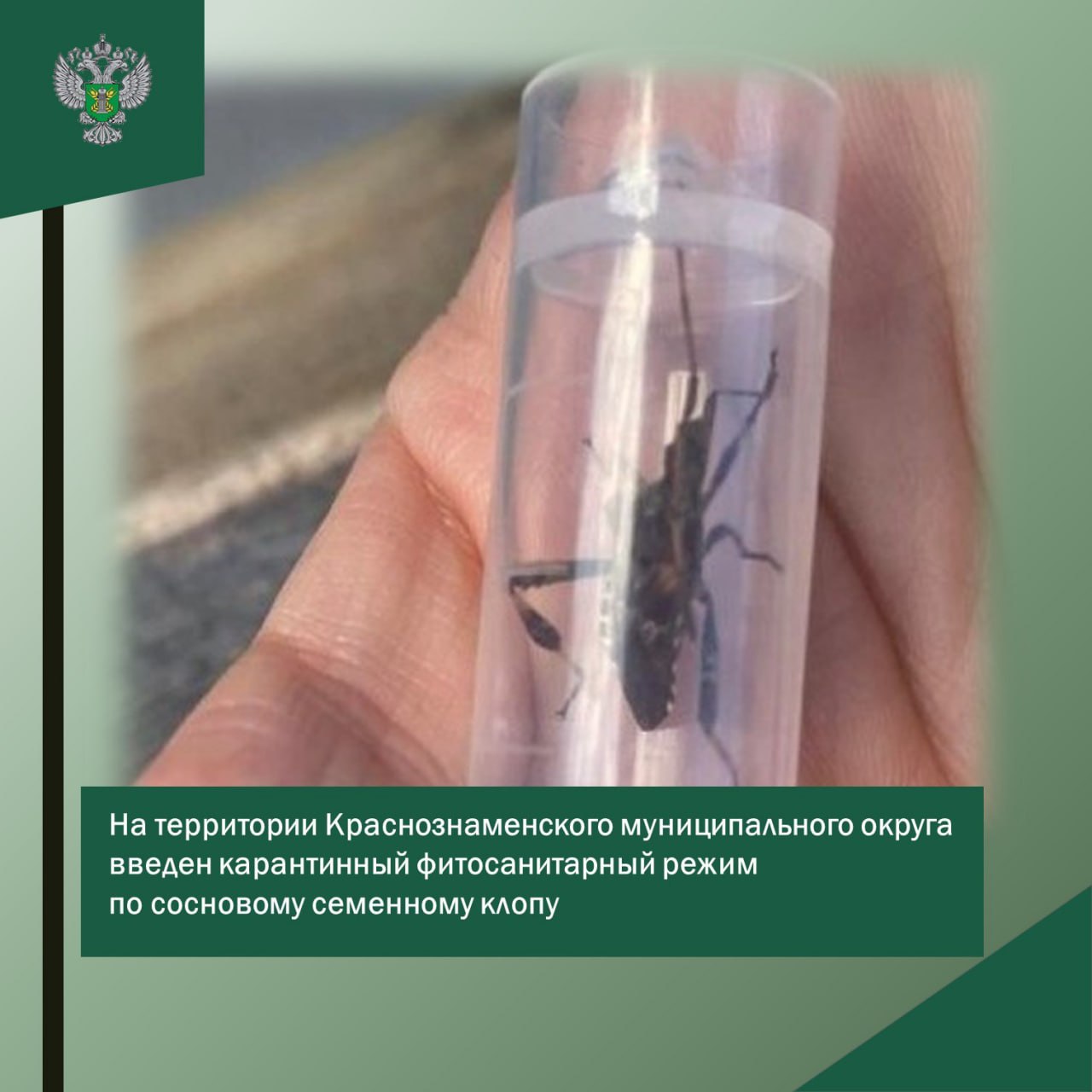 На территории Краснознаменского муниципального округа введен карантинный режим по сосновому семенному клопу