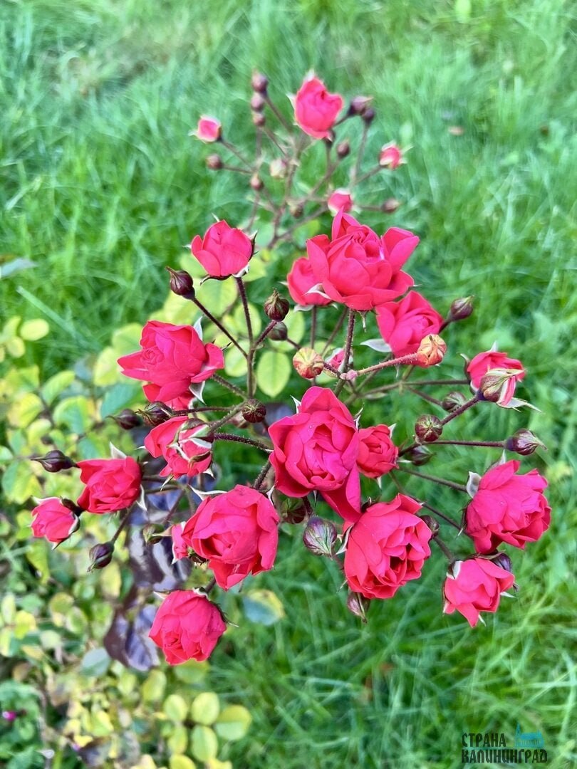 Октябрь забыл, что он осень! В Калининграде снова расцвели весенние растения Октябрь забыл, что он осень! В Калининграде снова расцвели весенние растения