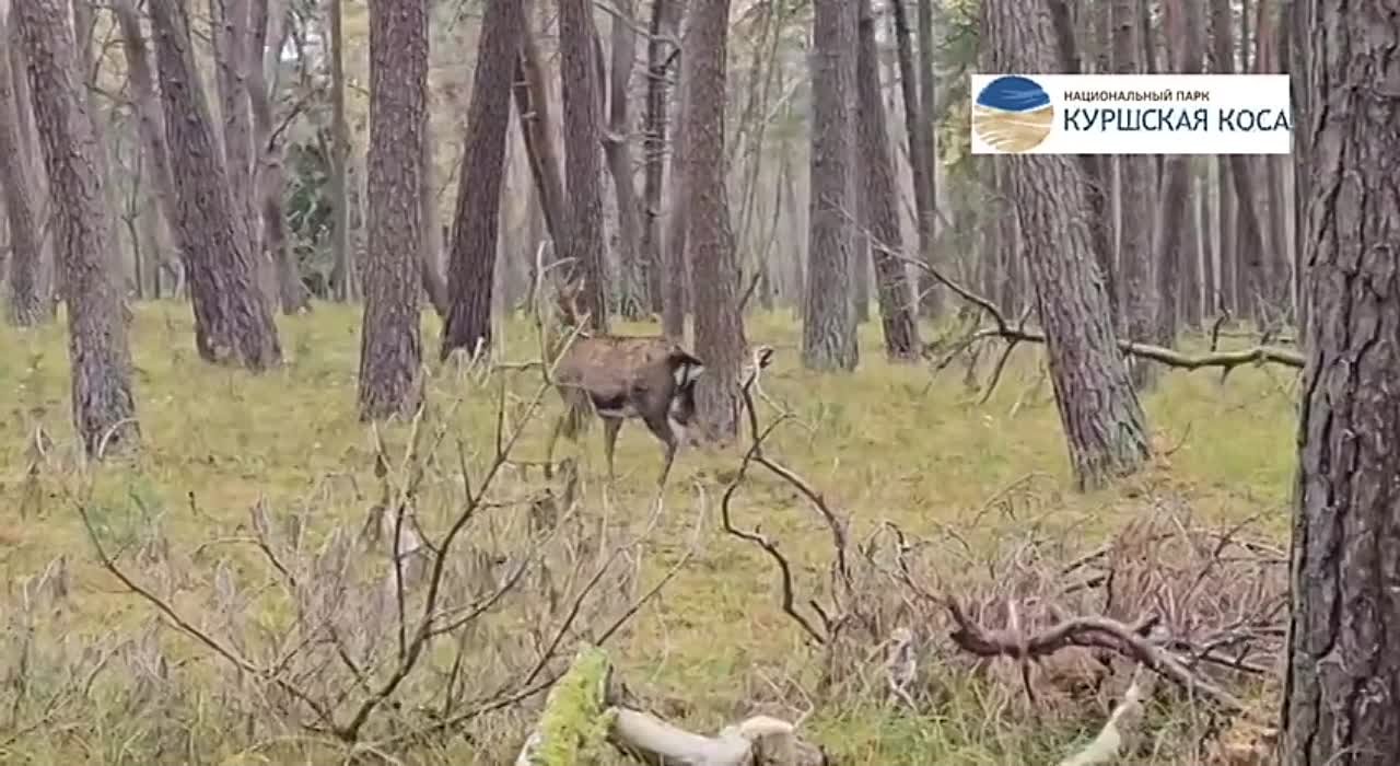 У оленей на Куршской косе – период гона, водителей просят не превышать скорость на дороге
