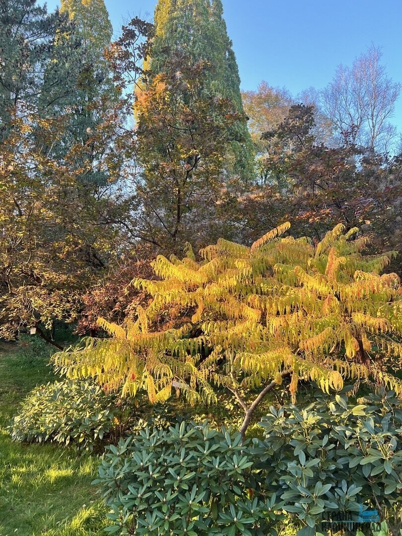 Октябрь забыл, что он осень! В Калининграде снова расцвели весенние растения Октябрь забыл, что он осень! В Калининграде снова расцвели весенние растения