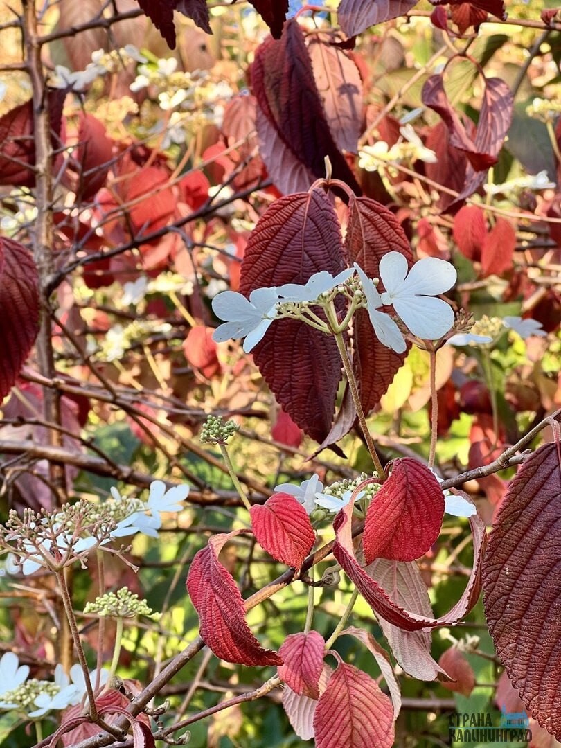 Октябрь забыл, что он осень! В Калининграде снова расцвели весенние растения Октябрь забыл, что он осень! В Калининграде снова расцвели весенние растения
