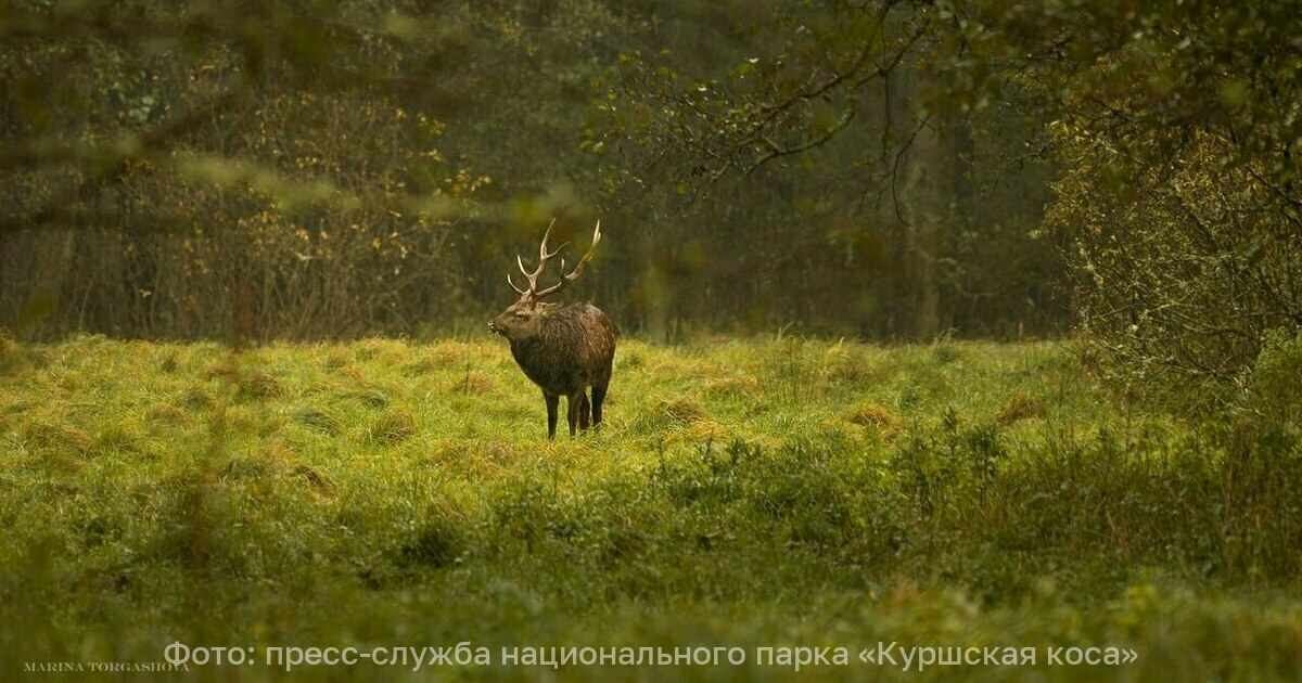 У оленей на Куршской косе начался гон