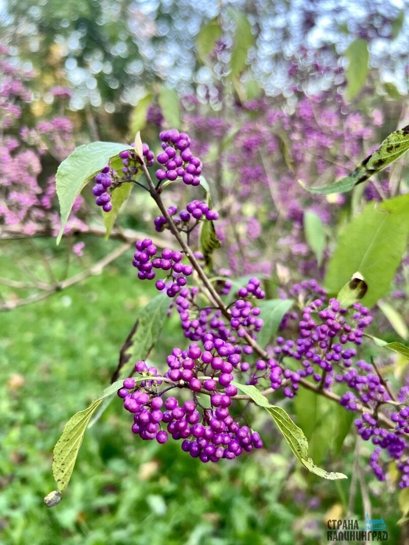 Октябрь забыл, что он осень! В Калининграде снова расцвели весенние растения Октябрь забыл, что он осень! В Калининграде снова расцвели весенние растения