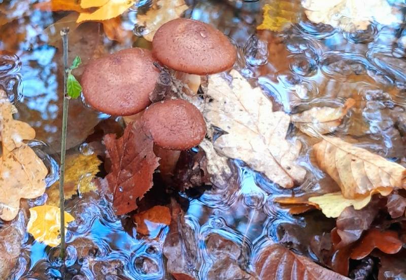 Калининградцы встали на колени перед грибами