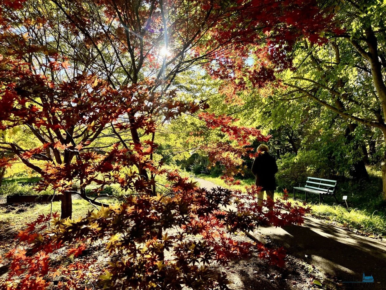 Октябрь забыл, что он осень! В Калининграде снова расцвели весенние растения Октябрь забыл, что он осень! В Калининграде снова расцвели весенние растения