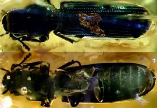 В балтийском янтаре нашли новый вид жука возрастом около 37 млн лет