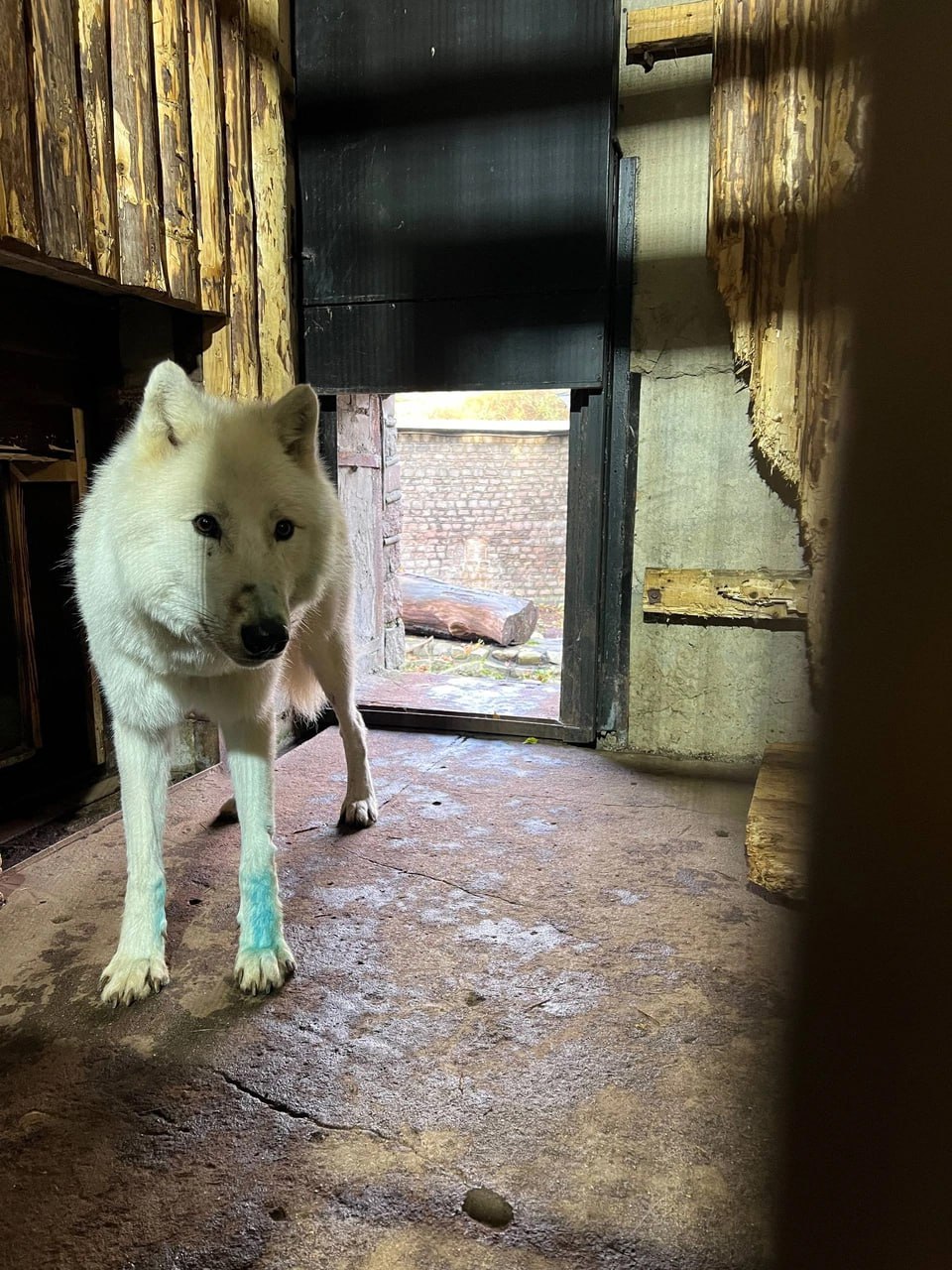 В зоопарке у белоснежного волка Велеса позеленела шерсть на лапах