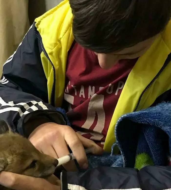 Калининградец выходил лисёнка-сиротку и нашёл свою любовь Калининградец выходил лисёнка-сиротку и нашёл свою любовь