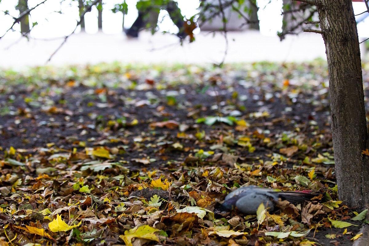 Причиной гибели голубей на Летнем озере могло стать отравление Причиной гибели голубей на Летнем озере могло стать отравление