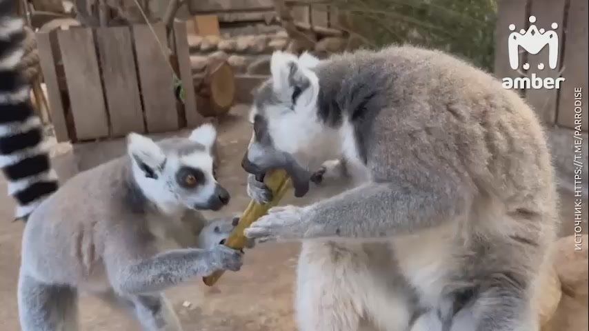 Пятничный АСМР от калининградских лемуров