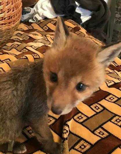 Калининградец выходил лисёнка-сиротку и нашёл свою любовь