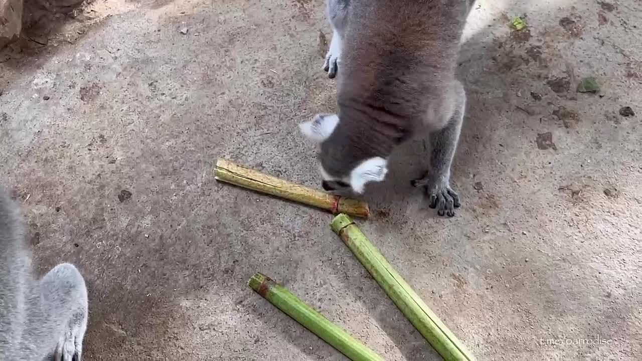 В Калининградском зоопарке пара лемуров развлекается выковыриванием винограда из стеблей бамбука