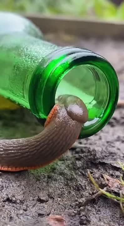 На что лучше всего ловить прожорливых слизней в Калининградской области? На пенное