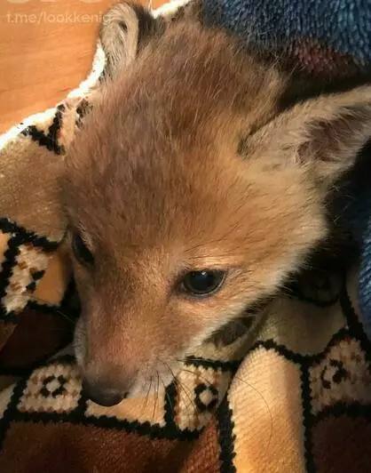 Калининградец выходил лисёнка-сиротку и нашёл свою любовь Калининградец выходил лисёнка-сиротку и нашёл свою любовь