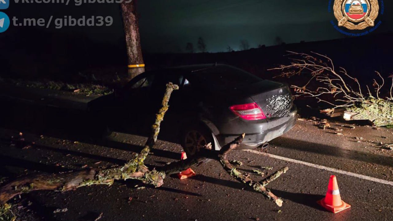 В Зеленоградском районе водитель наехал на упавшее дерево