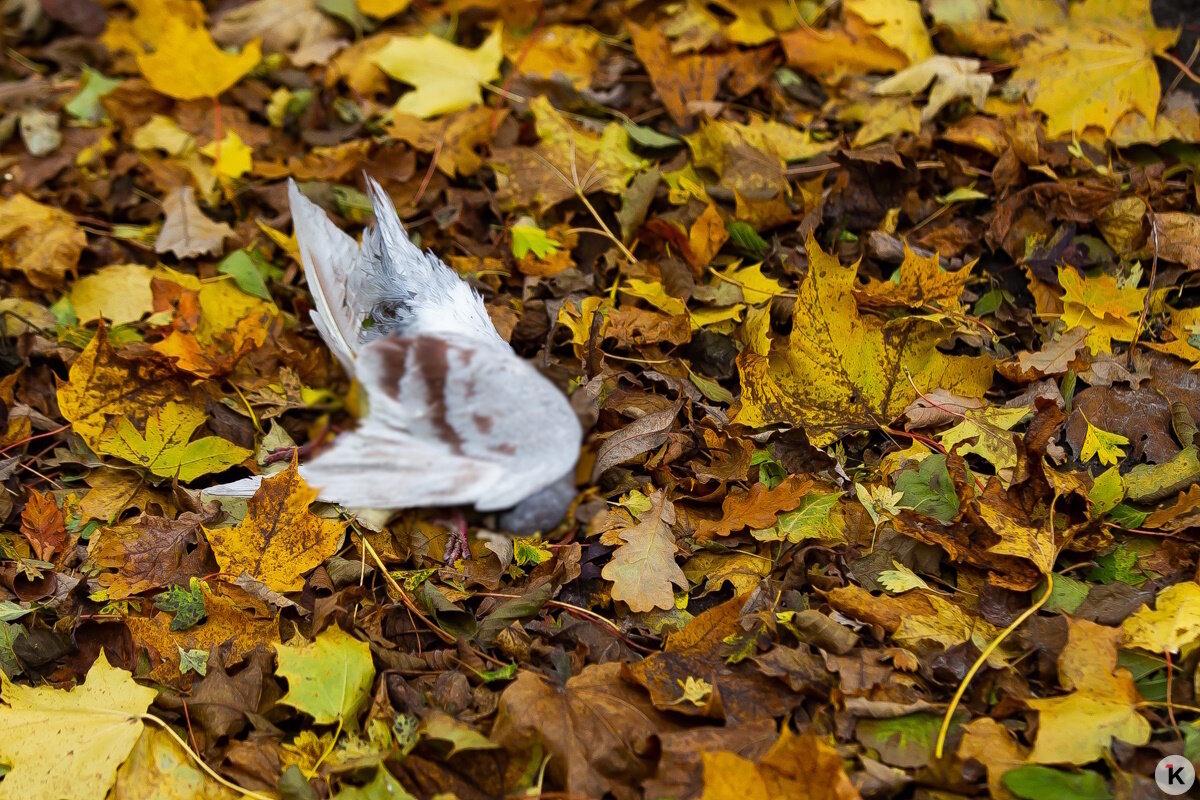 Причиной гибели голубей на Летнем озере могло стать отравление Причиной гибели голубей на Летнем озере могло стать отравление