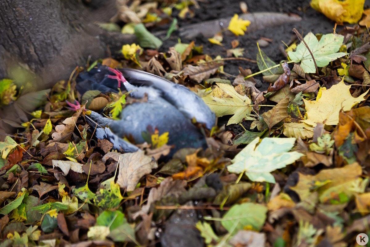 Причиной гибели голубей на Летнем озере могло стать отравление Причиной гибели голубей на Летнем озере могло стать отравление