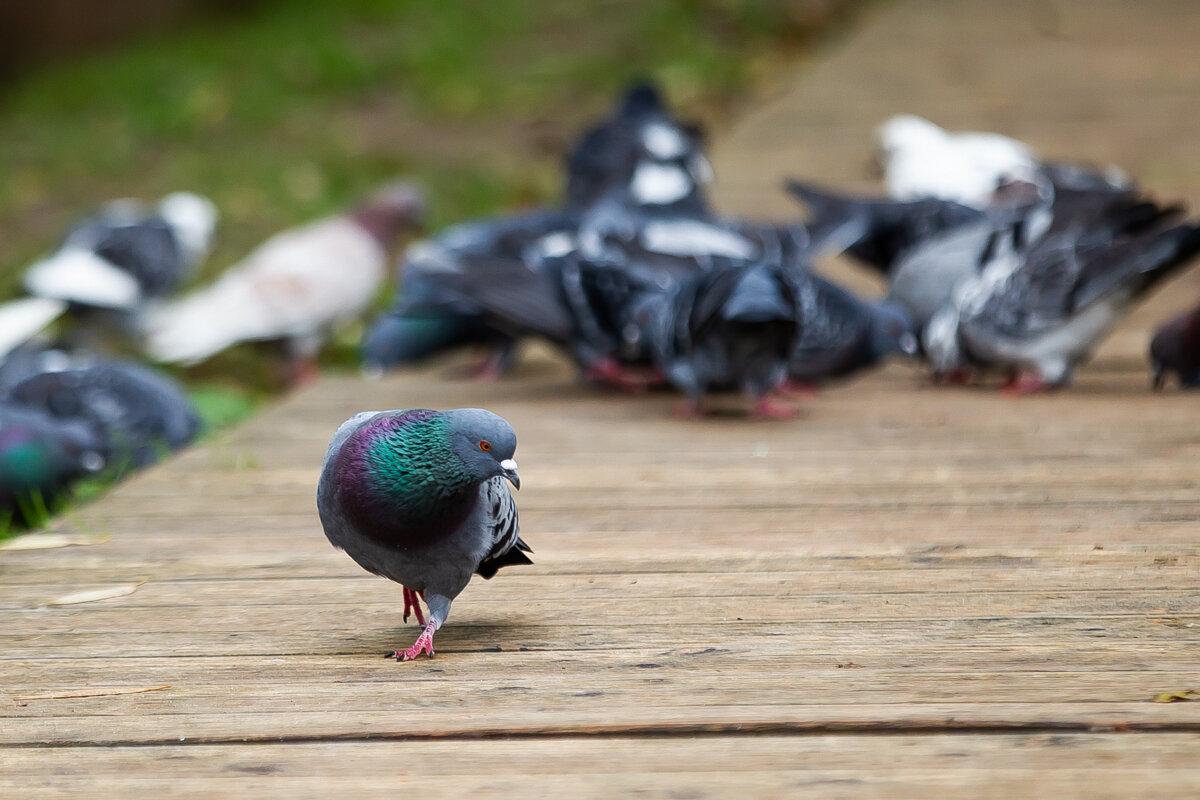 Причиной гибели голубей на Летнем озере могло стать отравление Причиной гибели голубей на Летнем озере могло стать отравление