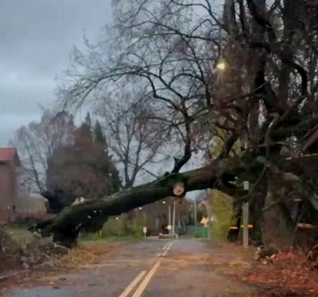Циклон валил деревья на дороги и машины в Калининградской области