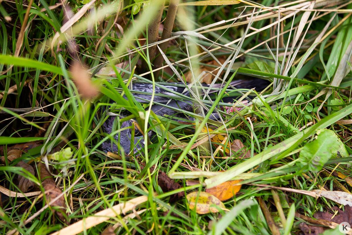 Причиной гибели голубей на Летнем озере могло стать отравление Причиной гибели голубей на Летнем озере могло стать отравление