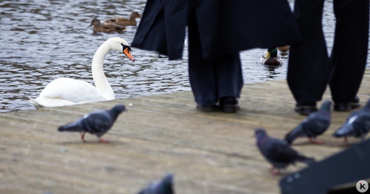 Погода в Калининграде и области в субботу, 1 ноября