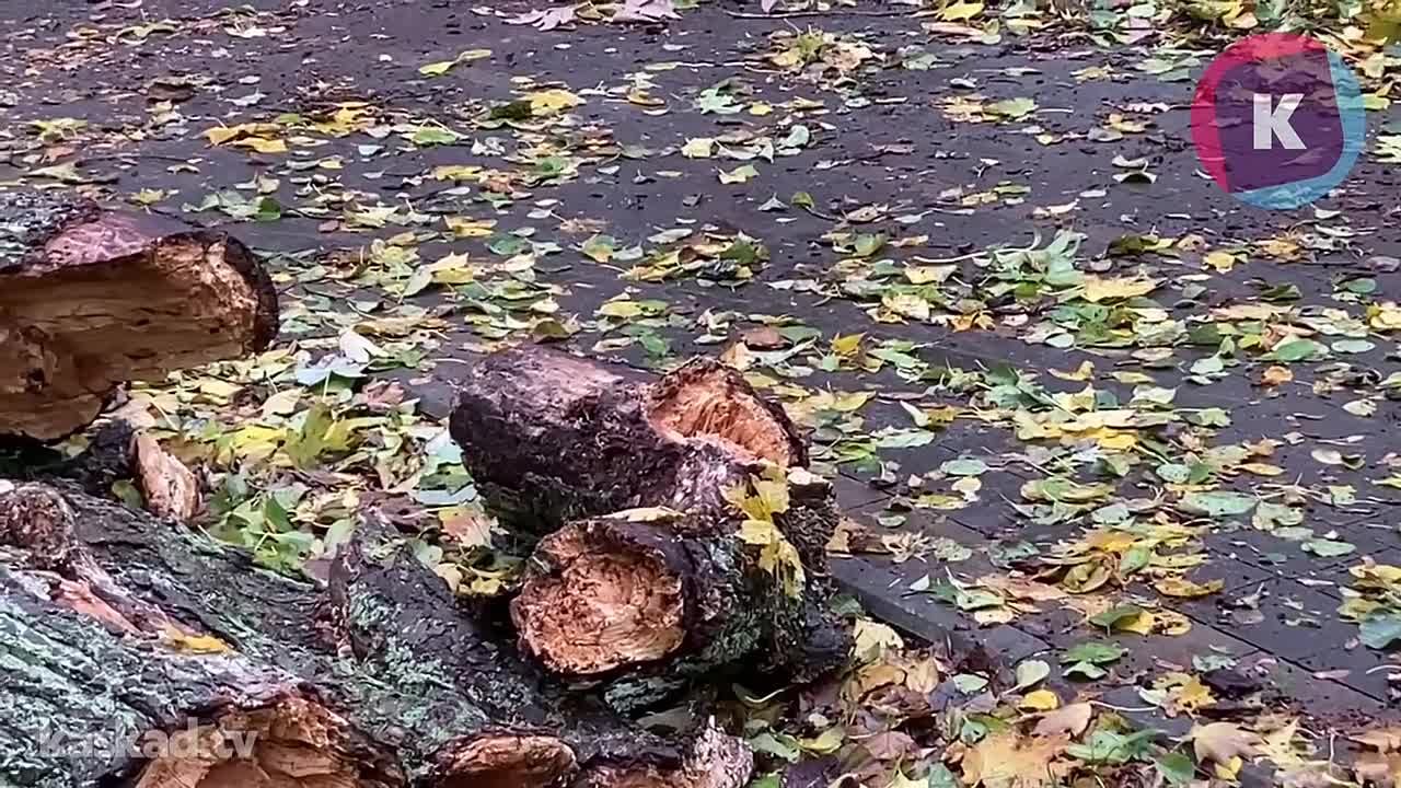 18 миллиметров осадков, 4 упавших дерева и 4 обрыва проводов: в администрации Калининграда подвели итоги ночного циклона