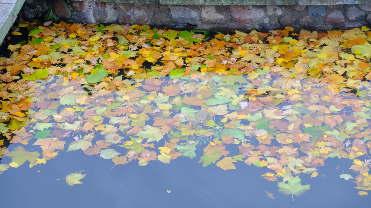 Деревья падали на жилые дома, повреждены 4 автомобиля: что устроил циклон «Лотар» в Калининграде