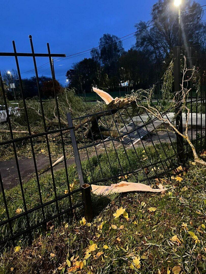 В Светлогорске поваленные ветром деревья погромили заборы и линии электропередач В Светлогорске поваленные ветром деревья погромили заборы и линии электропередач
