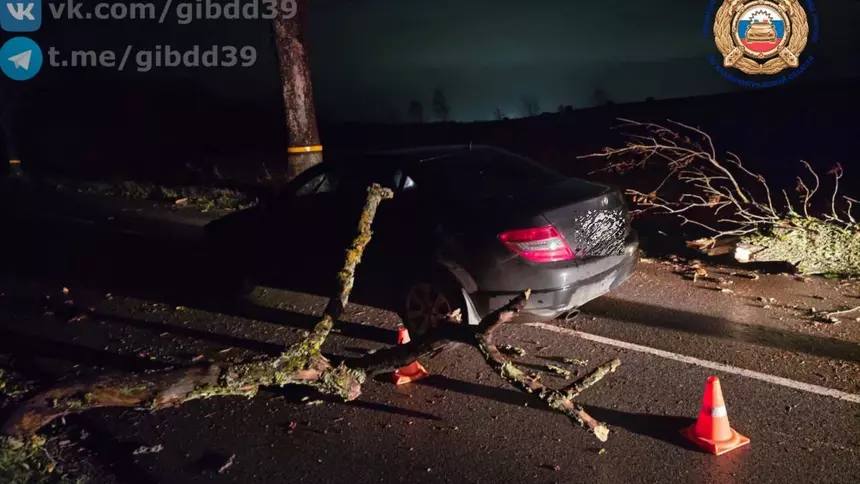 В Зеленоградском районе во время ночного шторма легковушка врезалась в упавшее на дорогу дерево